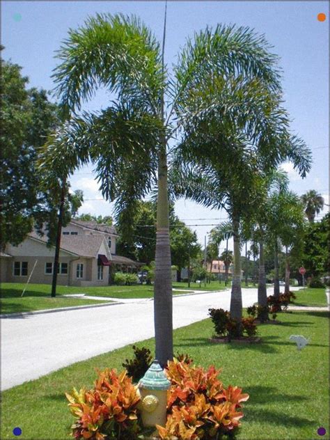 Foxtail Palm Florida Palm Trees Palm Trees Landscaping Tropical