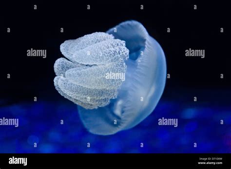 Jellyfish Cape Town South Africa Stock Photo Alamy