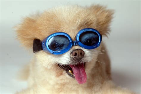 What Are Doggles Used For