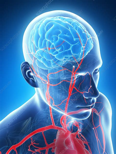 The heart is the muscle that pumps blood filled with oxygen and nutrients through the blood vessels to the body tissues. Human blood vessels, illustration - Stock Image - F010 ...