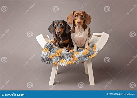 Studio Portrait Of Two Dachshunds Stock Photo Image Of Blanket