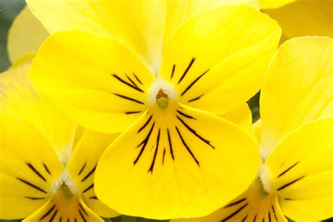 143 Vibrant Things That Are Yellow In Nature Photos Color Meanings