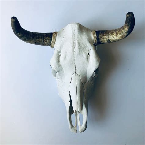Genuine Taxidermy Cow Skull Mackenziebryantandco