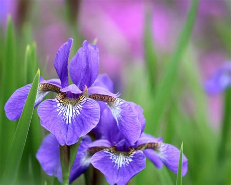 Irises Flowers Petals Plant Hd Wallpaper Preview