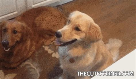 Cuteanimals S Find And Share On Giphy