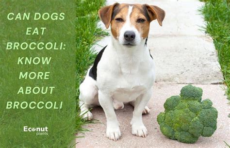Can Dogs Eat Broccoli Know More About Broccoli Plant