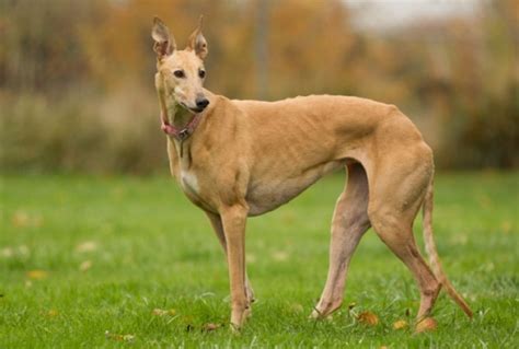 greyhound history personality appearance health  pictures