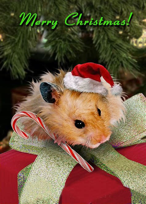 Merry Christmas Hamster Photograph By Jeanette K Fine Art America
