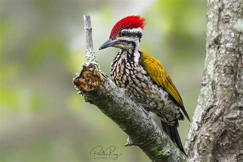Common Flameback Woodpecker Dinopium Javanense © All Rig Flickr