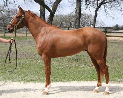 Chestnut horses with the sliver mutation do not show a different coat color phenotype than those chestnut horses without the silver. Sorrel or Chestnut? - Page 4 - The Horse Forum