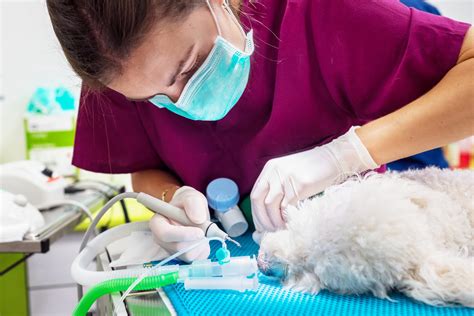 Maggie Burley Cvn Dip Vn Dental Vts Dentistry Rvn Author At Hill S Veterinary Nutrition Blog