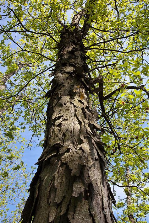 Shagbark Hickory Tree Photograph By Greg Dimijian Fine Art America