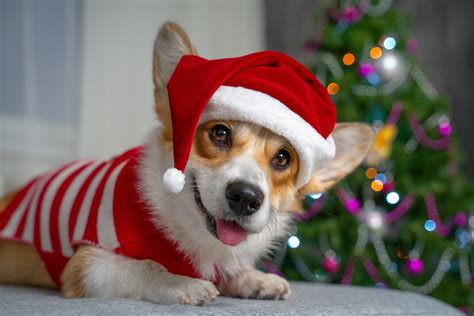 20 Ts To Give Your Pet This Christmas