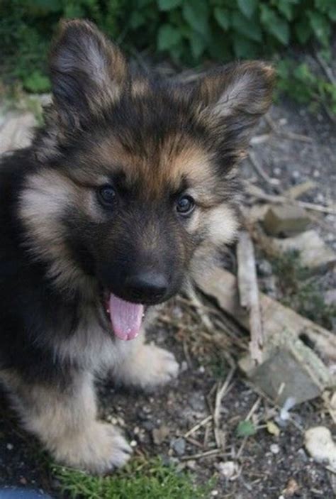 Little German Shepherd Puppy Popular Dog Breeds Shepherd Puppies