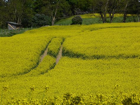 Hd Wallpaper Oilseed Rape Yellow Field Of Rapeseeds Away Landscape