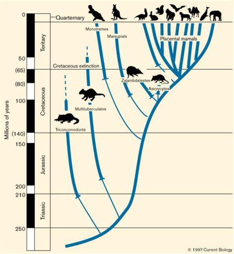 Mammalian Evolution An Early Record Bristling With Evidence Current