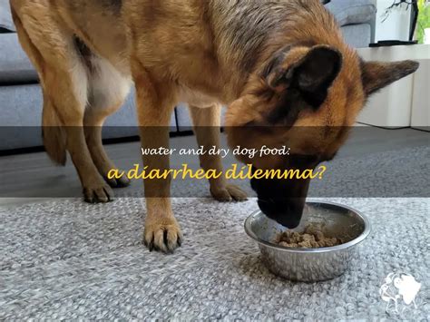 Water And Dry Dog Food A Diarrhea Dilemma Petshun