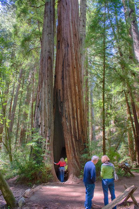 Discover The Redwoods Save The Redwoods League