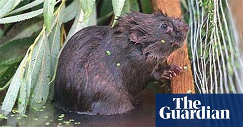 Water Voles Reintroduced To Herefordshire River Environment The