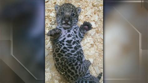 New Jaguar Cubs At The The Milwaukee Co Zoo Youtube