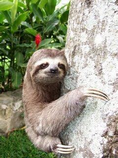 El perezoso (orden pilosa) es un mamífero arbóreo que parece muy simple, pero que reúne varias de las características más asombrosas dentro del reino animal. oso perezoso, Colombia | Los Animales | Cute sloth ...