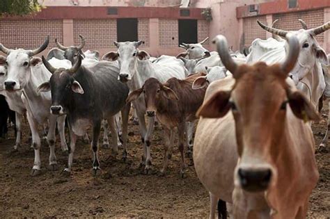 34 Yr Old Man Arrested For Having Unnatural Sex With Cows In Bluru