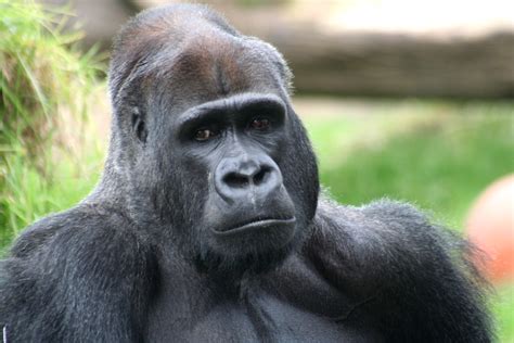 Fileeyes Of Gorilla Wikimedia Commons