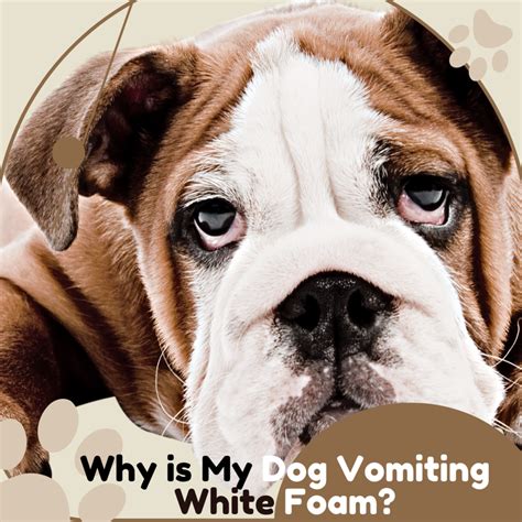 13 Causes Of Dogs Vomiting White Foam Pethelpful