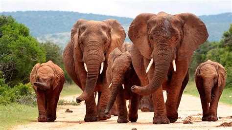 Zambia Una Familia De Elefantes Atraviesa El Vestíbulo De Un Resort 5