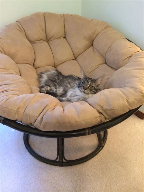 Our Plain City Life Stalone In Big Cat Bed