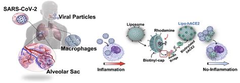 An Engineered Nano Liposome Human Ace2 Decoy Neutralizes Sars Cov 2