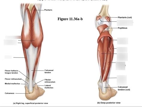 Muscles Of Leg Diagram Quizlet