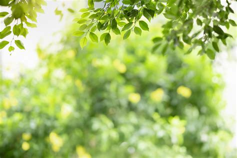 Close Up Of Nature View Green Leaf On Blurred Greenery Background Under