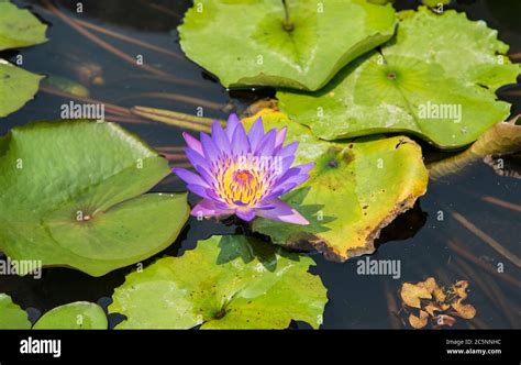 Blue Star Asian Waterlily Nymphaea Stellata Stock Photo Alamy