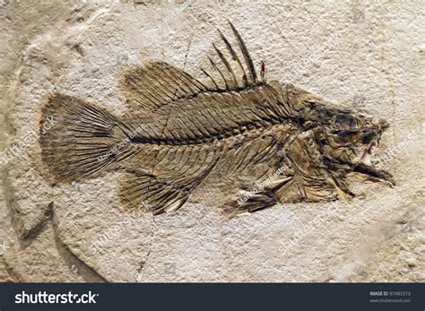 The Fossil Of A Prehistoric Fish Stock Photo 97483373 Shutterstock