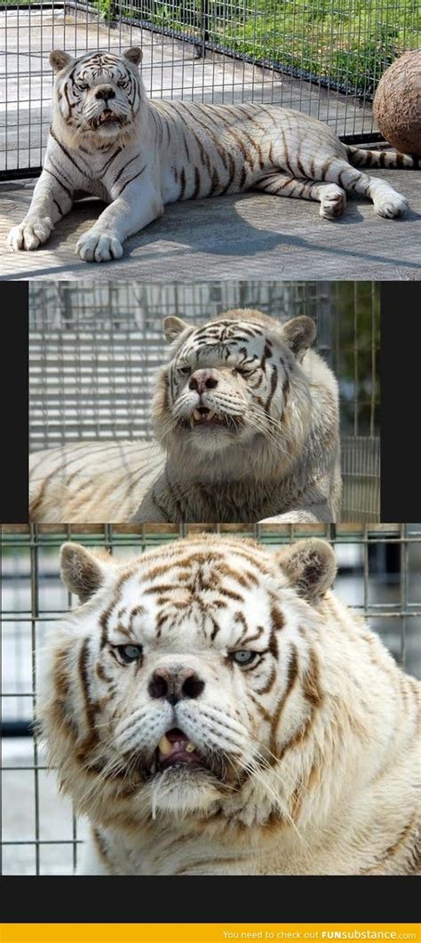 That could explain why we don't often see or hear about animals with down syndrome. Meet Kenny - The first tiger with down syndrome - FunSubstance