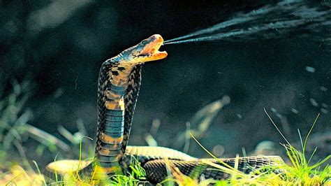 8 Terrifying Snakes That Will Probably Kill You Youtube