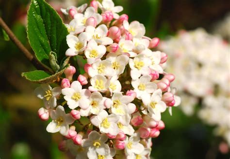 Viburnum Shrubs Care And Growing Guide