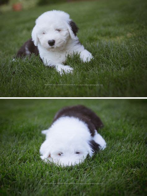 Old English Sheepdog Puppies Snowdowne Oes Puppies Oes Breeder