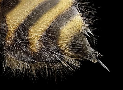 Bee Stinger Sem Photograph By Steve Gschmeissner Pixels