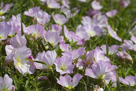 Merry Pink Evening Primrose Wildflowers Photograph By Kathy Clark