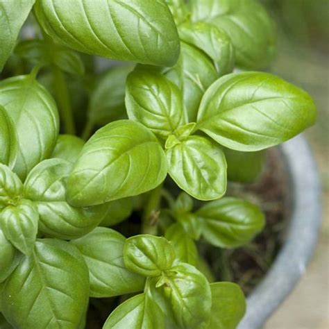 9 Basil Growing Tips To Grow The Best Basil Plants Balcony Garden Web