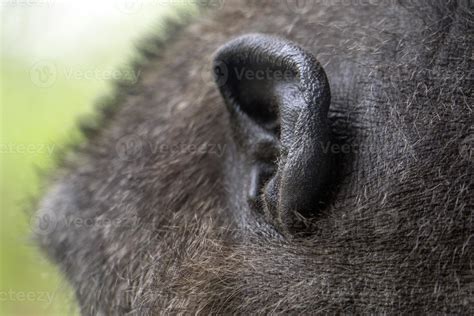 Ear Of Black Gorilla Monkey Ape Portrait 18805788 Stock Photo At Vecteezy