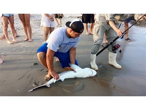Sharks Caught At Ocean City Beach Ocean City Nj Patch