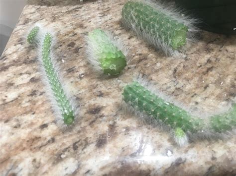 The biggest motivator for it is common to find cactus turning yellow or white. Any tips to save my monkey tail cactus? : cactus