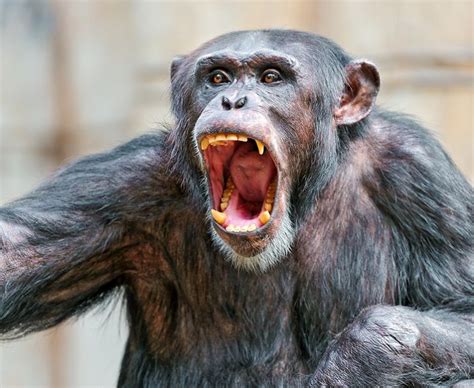 Chimpanzee Males That Are Aggressive Towards Females Mate More Often