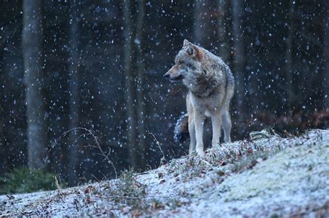 Free Photo Eurasian Wolf In White Winter Habitat Beautiful Winter Forest