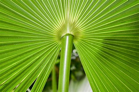 Washingtonia Robusta Palm Tree Leaf Stock Photo Download Image Now
