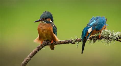 859677 4k Birds Common Kingfisher Sitting Branches Moss Rare