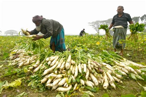 Asia Album Bangladeshi Farmers Busy Harvesting Winter Vegetables